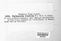 Eudarluca caricis image